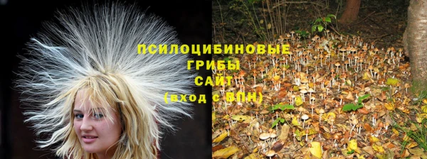 сатива Беломорск